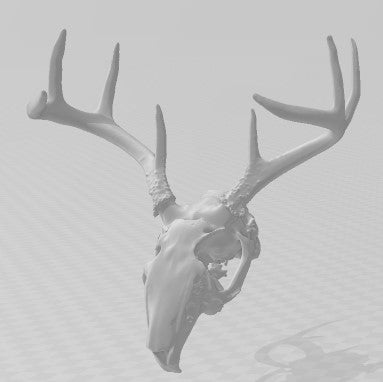 146 Jackalope skull